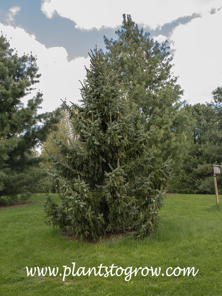 Bruns Siberian Spruce (Picea omorika)
